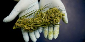 CANNABIS