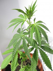 ruderalis_cannabis