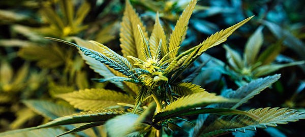 Cannabis