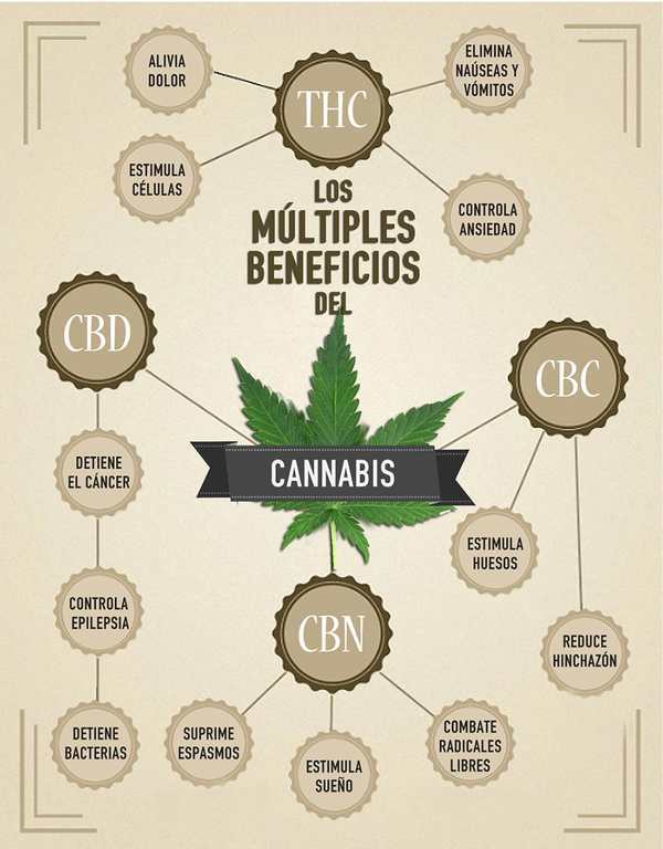 cannabinoides_infografia