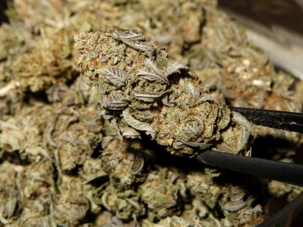 Marihuana sigue siendo objeto de discusión